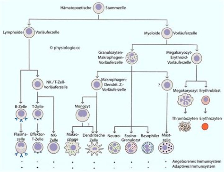 Alfaoxtrot (webvideostar) - Wikipedia, Age, Net Worth, Biography , Spotify, TikTok, Facebook, Facts and Family