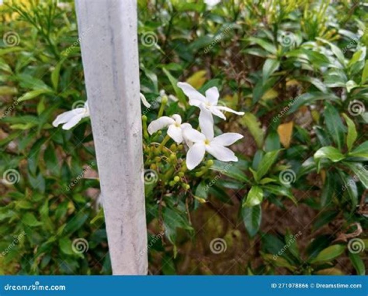 Jasmine Anita Branca - Bio, Age, Wiki, Facts and Family