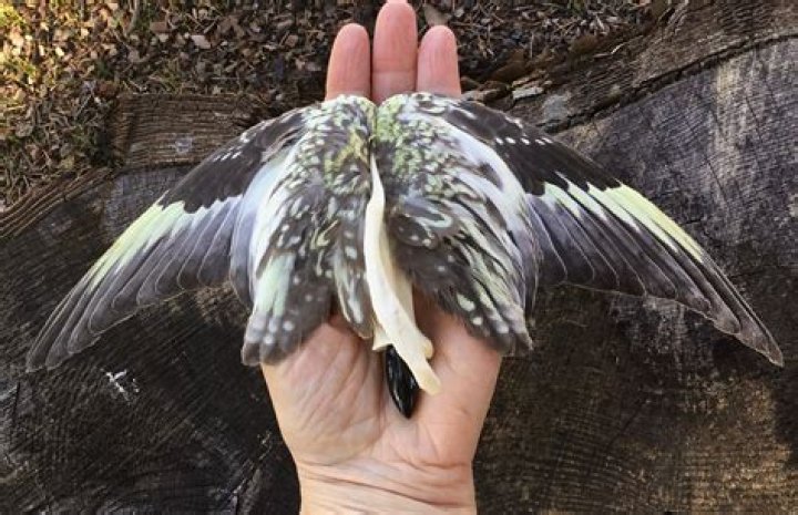 The Real Wings - Bio, Age, Wiki, Facts and Family