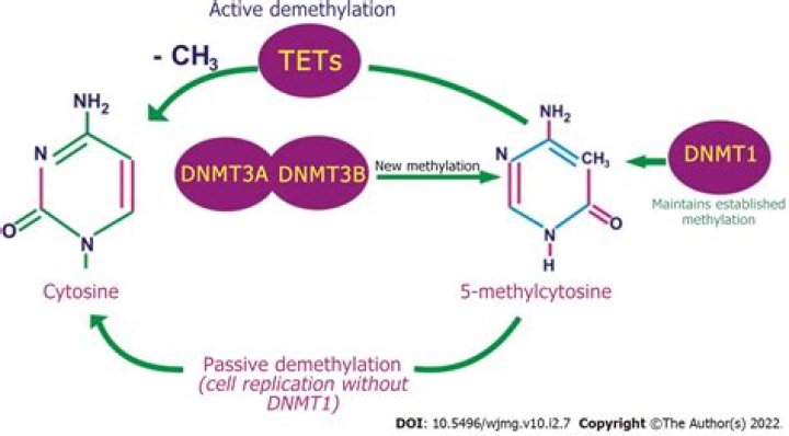 Valoulette: YouTube Star Detailed Bio, Age, Birthday, & Height Insights and more